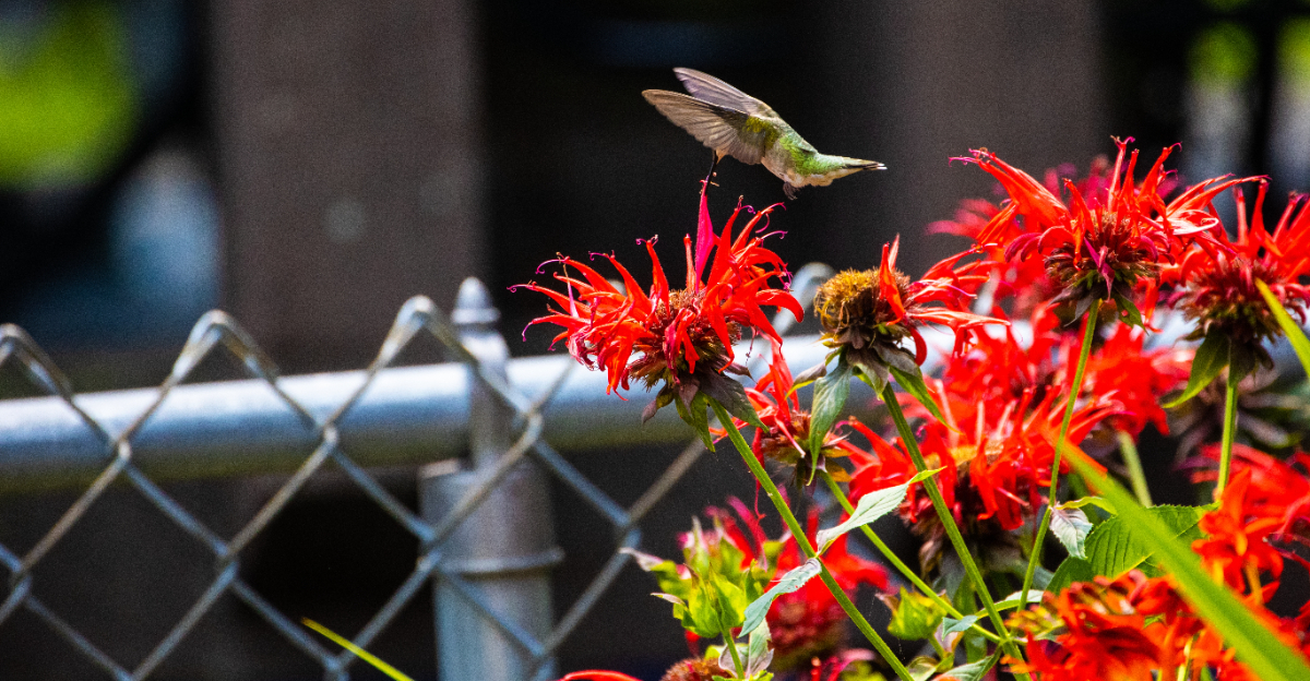 hummingbird flying to bee balm
