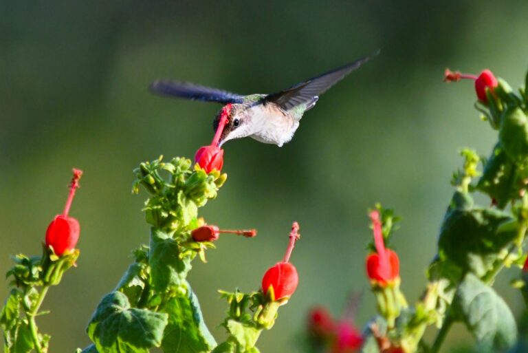 hummingbird on turks cap