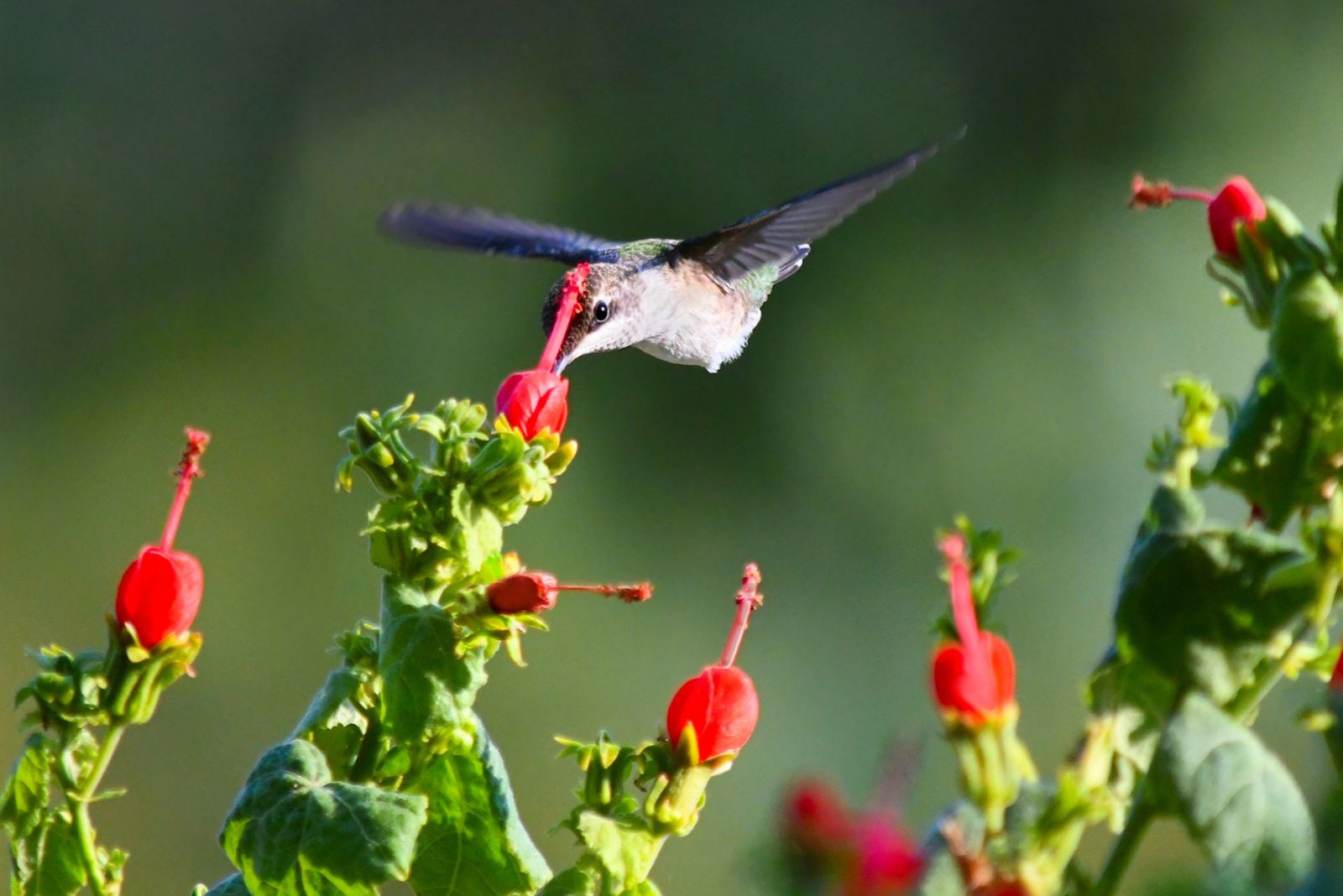 hummingbird on turks cap