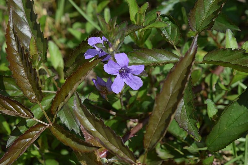 Plant Twinflower For A Low Native Border With Charm