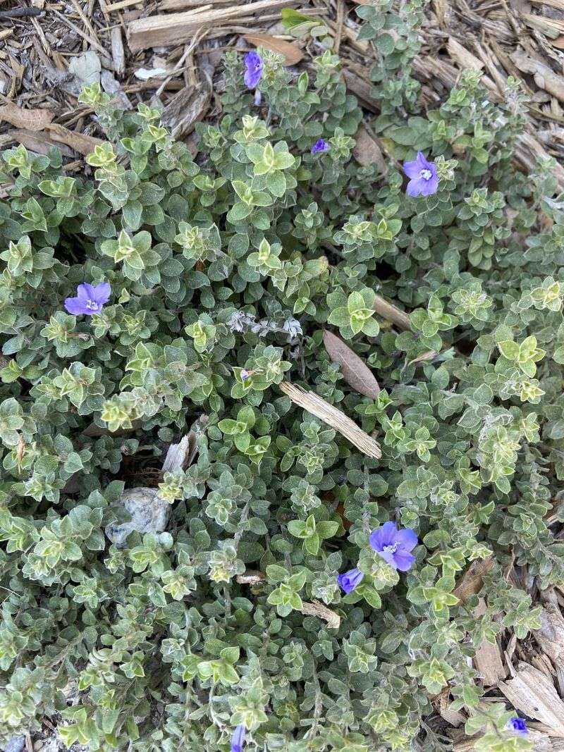 Plant Twinflower For Sweet Native Color