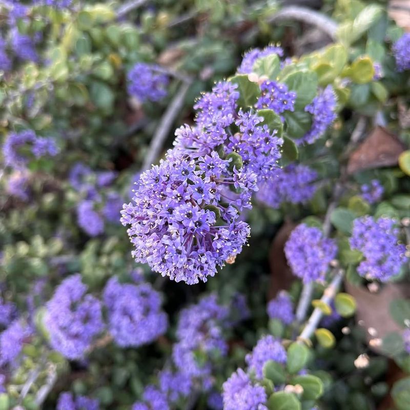 Plant Valley Violet Ceanothus For Compact Blue Blooms Plant Valley Violet Ceanothus For Compact Blue Blooms