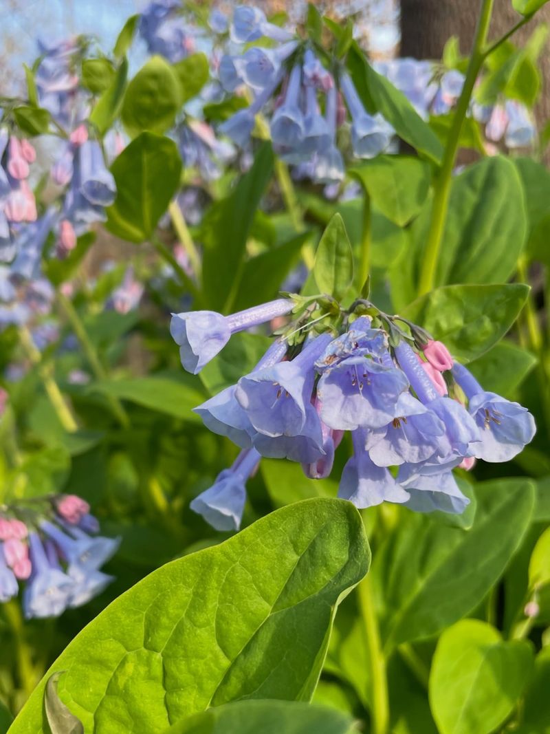 Plant Virginia Bluebells For A Cool Weather Glow