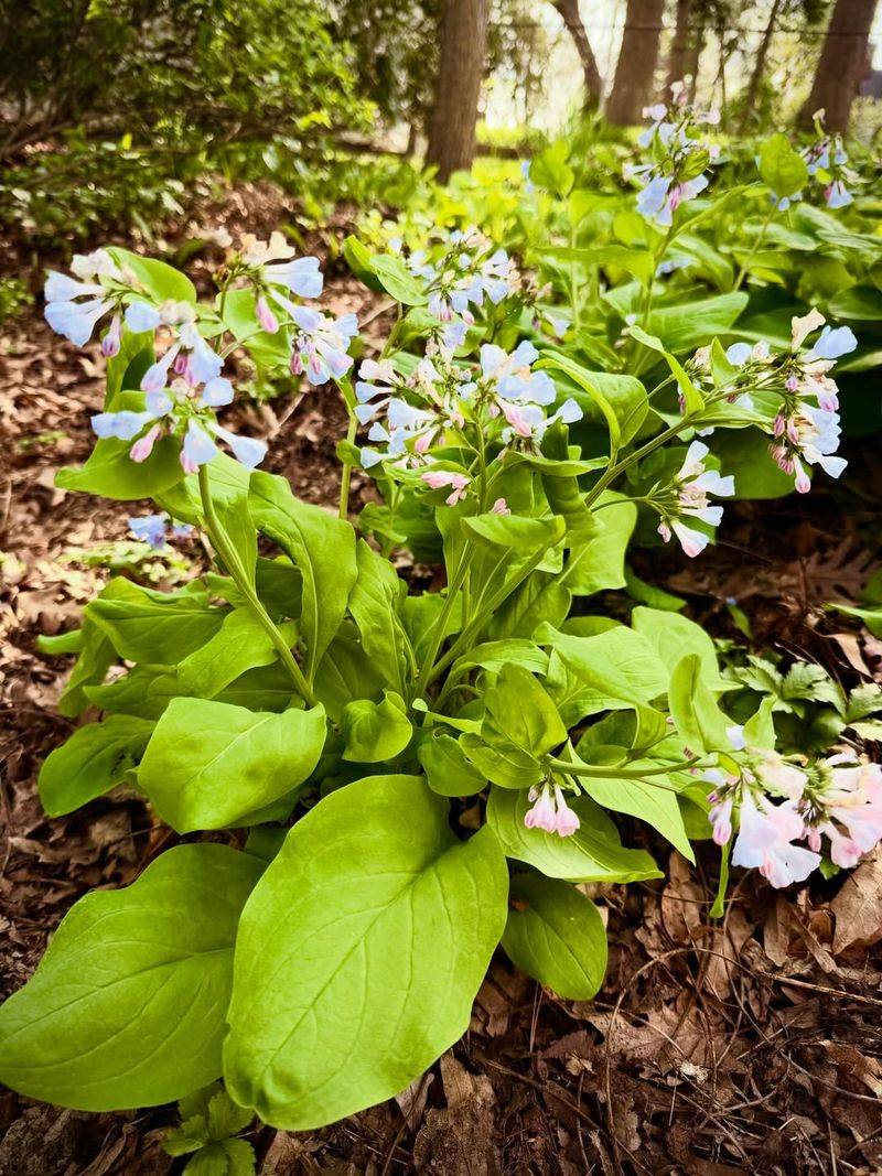 Plant Virginia Bluebells For Early Spring Magic