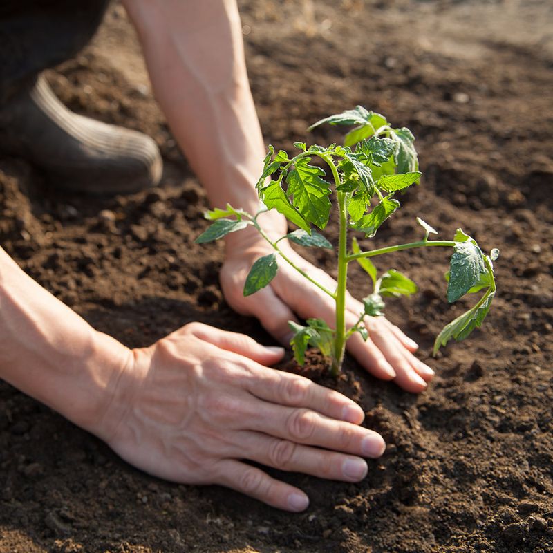Plant Warm Season Vegetables Once Soil Is Ready