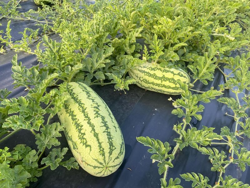 Plant Watermelon While The Soil Is Warm