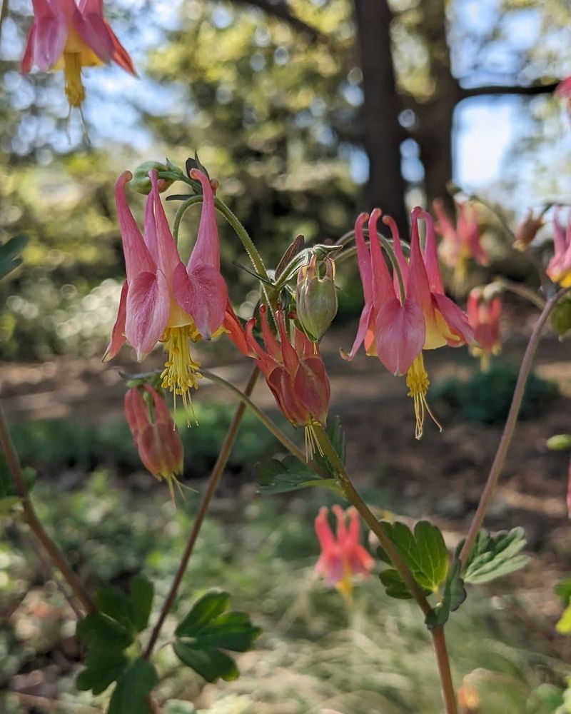 Plant Wild Columbine Where Morning Sun Meets Afternoon Relief