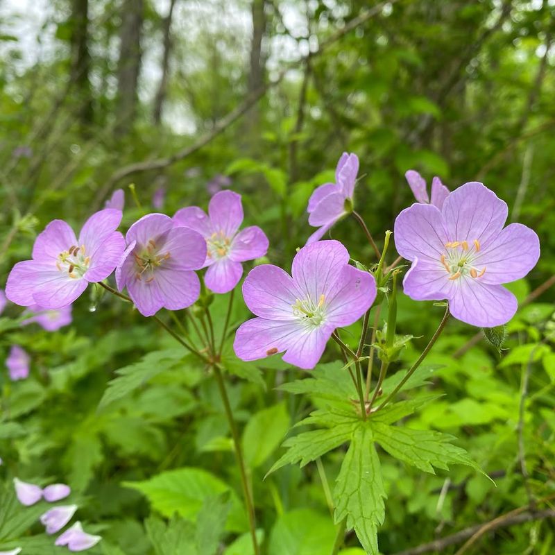 Plant Wild Geranium For Soft Native Spring Color