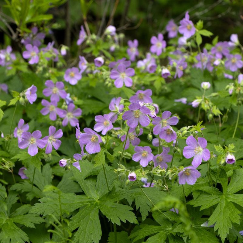Plant Wild Geranium Where Shade Needs Polish And Pink Bloom