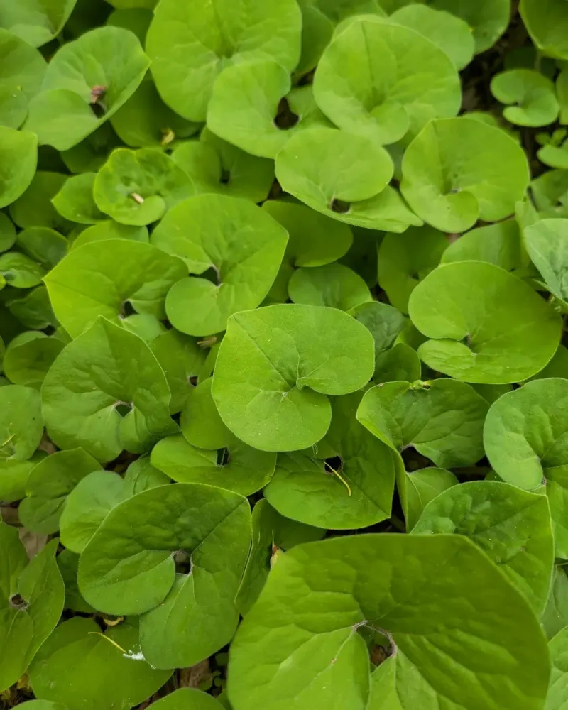 Plant Wild Ginger For A Calm Woodland Carpet