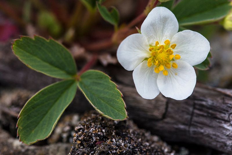 Plant Wild Strawberry Along Damp Muddy Edges Plant Wild Strawberry Along Damp Muddy Edges