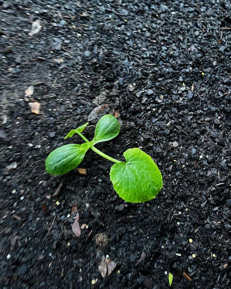 Plant Zucchini After The Soil Warms Up