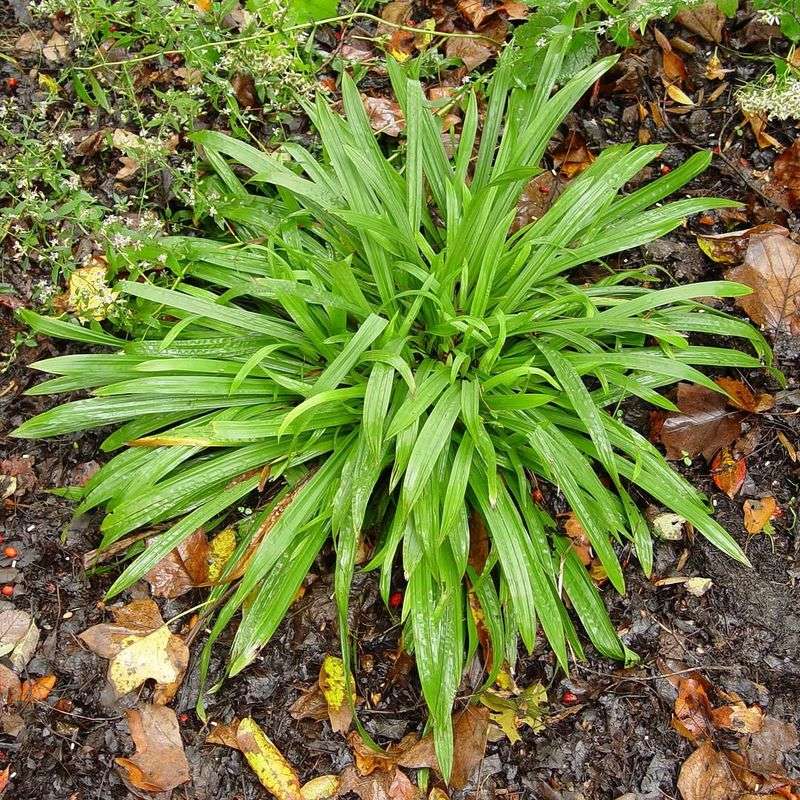 Plantain-Leaf Sedge