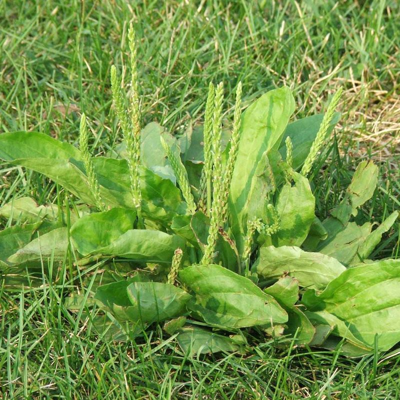 Plantain (Plantago major and Plantago lanceolata)