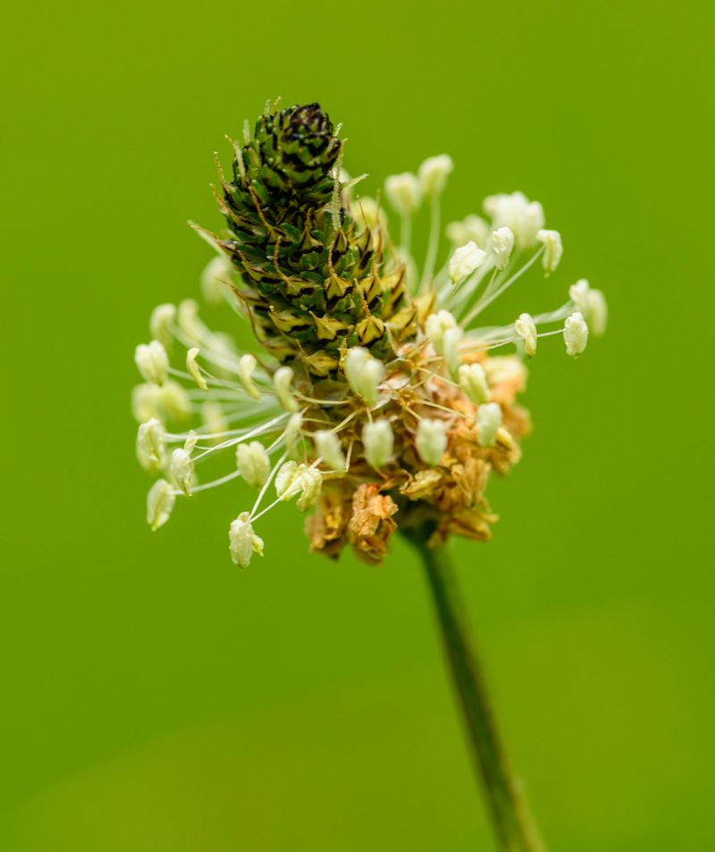 Plantain