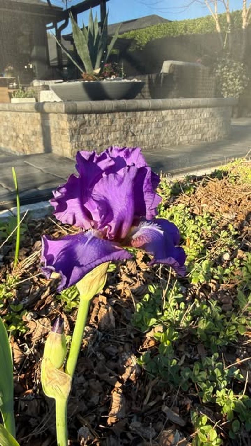 Planted Too Deep And Missing Out On Blooms