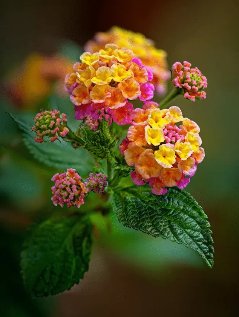 Planting After Frost Helps Lantana Settle In Faster