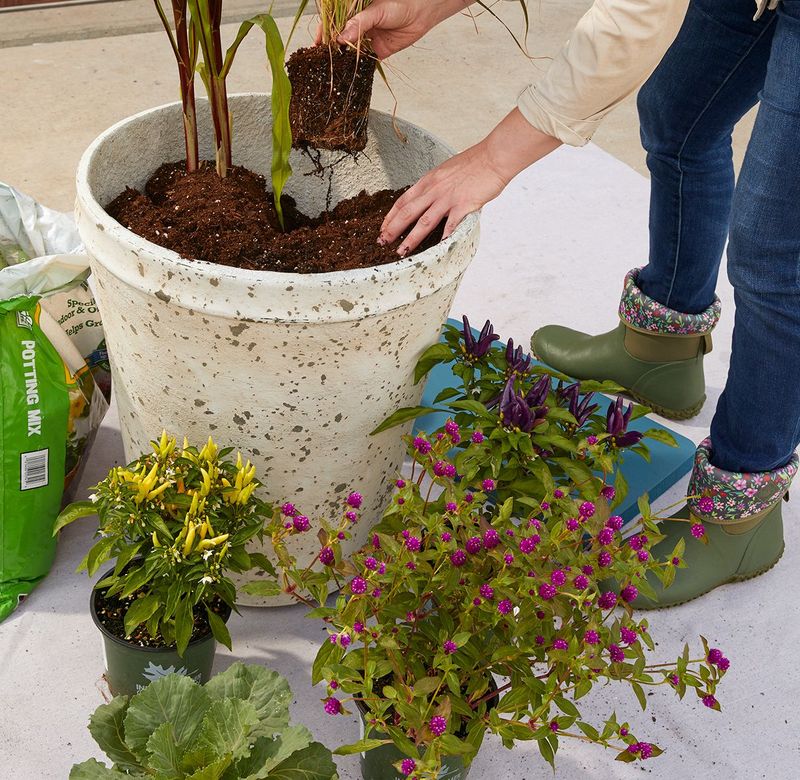 Planting Containers Without Enough Soil Leads To Constant Summer Stress