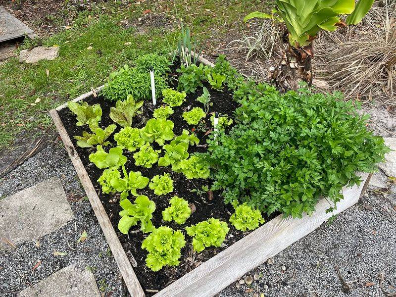 Planting Cool Weather Crops In Full Summer Sun Without Afternoon Protection