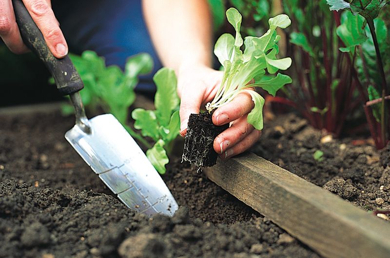 Planting Cool-Weather Crops Too Late