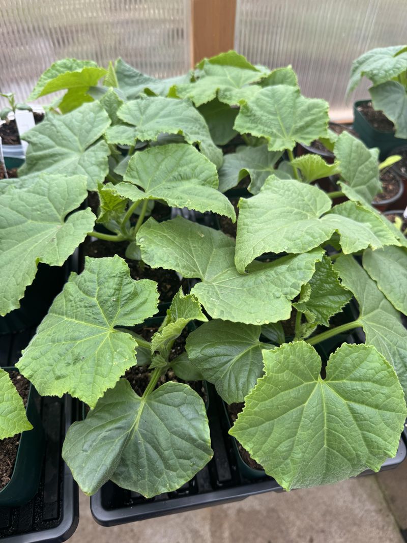 Planting Cucumbers Too Close Together Reduces Airflow And Harvests Planting Cucumbers Too Close Together Reduces Airflow And Harvests