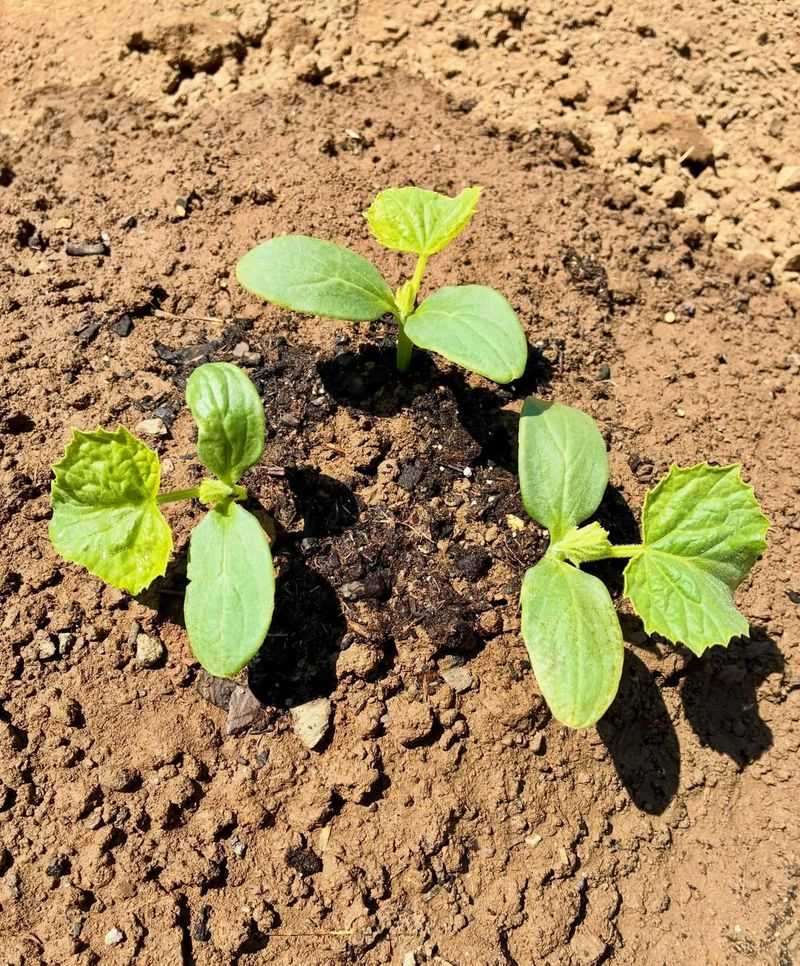 Planting Cucumbers Too Early In Cool Soil Slows Growth For Weeks Planting Cucumbers Too Early In Cool Soil Slows Growth For Weeks