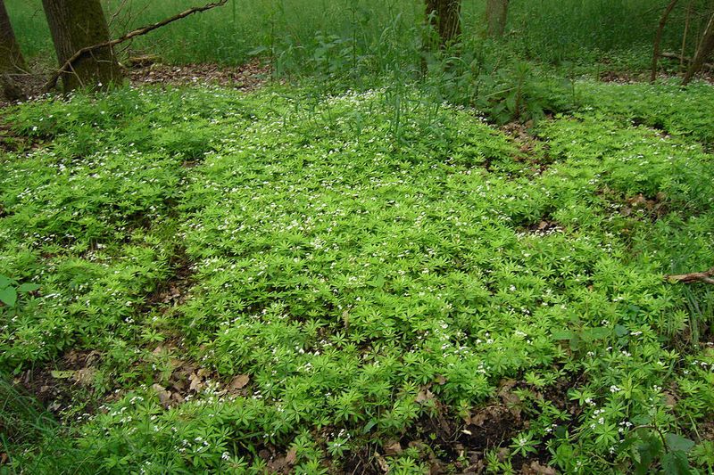 Planting Dense Groundcover Without Maintenance