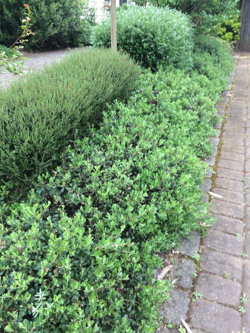 Planting Dense Shrubs Too Close To Patios And Walkways Planting Dense Shrubs Too Close To Patios And Walkways
