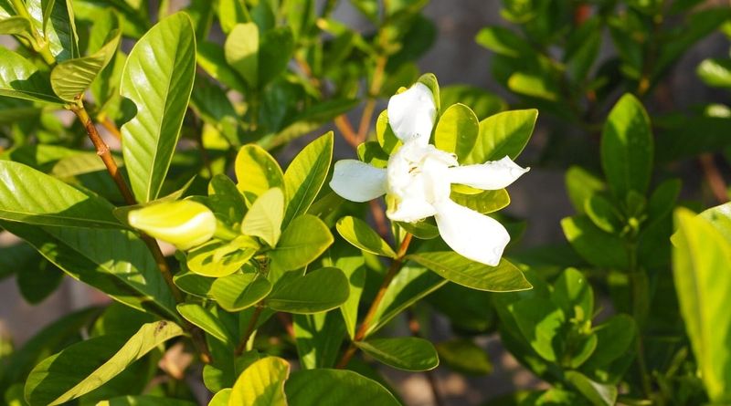 Planting Gardenias In Harsh Afternoon Sun