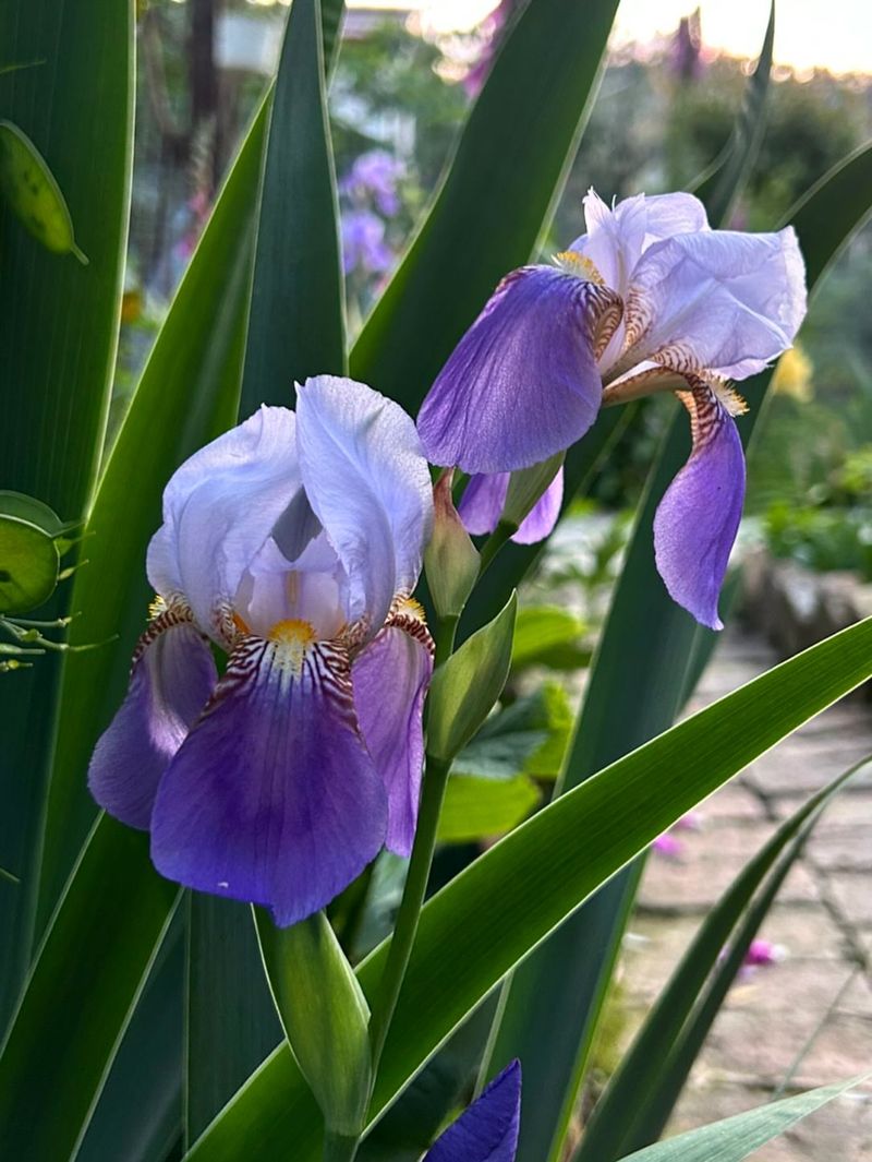 Planting Irises Too Deeply Often Stops Blooming