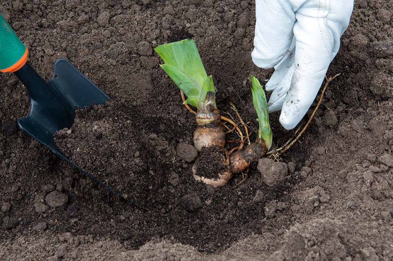 Planting Irises Too Deeply