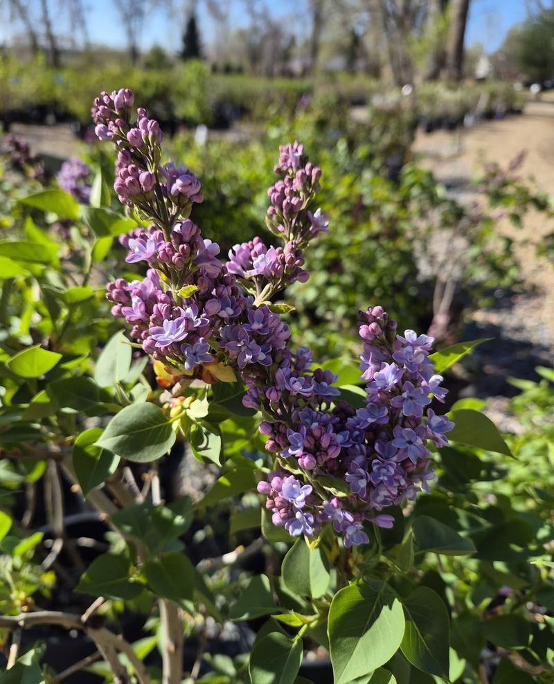 Planting Lilacs In Wet Clay Is The Big Mistake Planting Lilacs In Wet Clay Is The Big Mistake