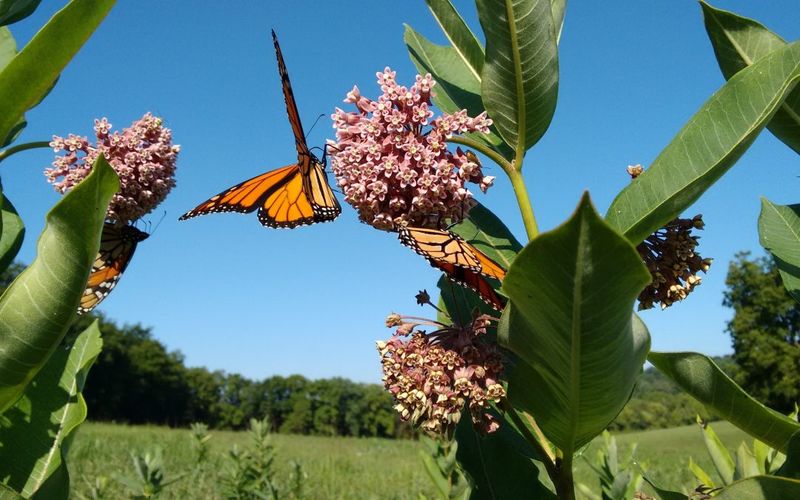 Planting Native Milkweed Planting Native Milkweed
