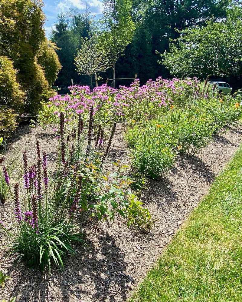 Planting Native Pennsylvania Grasses And Flowers