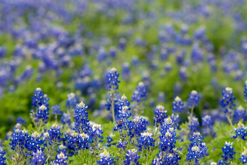 Planting Native Texas Flowers