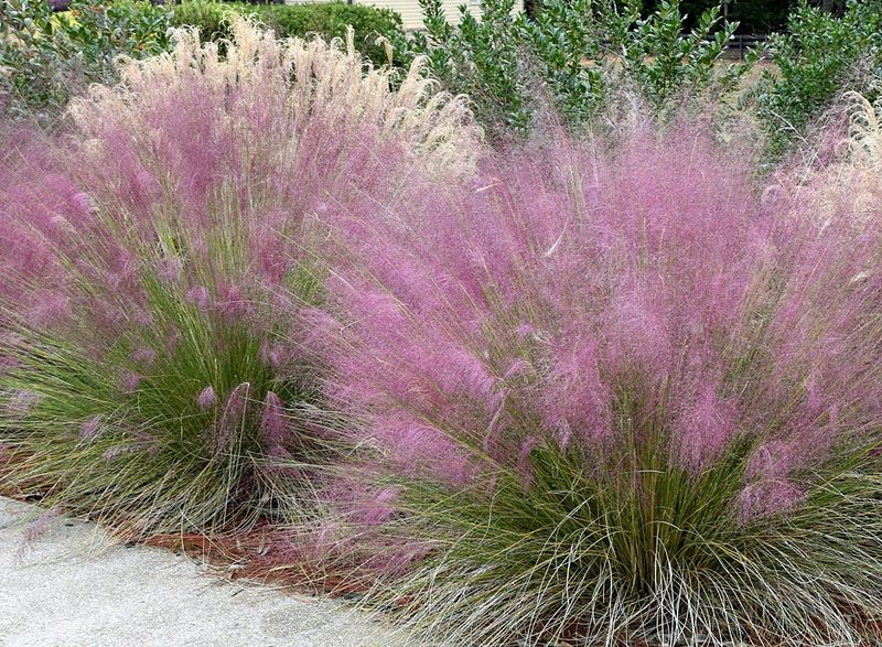 Planting Native Texas Grasses And Flowers