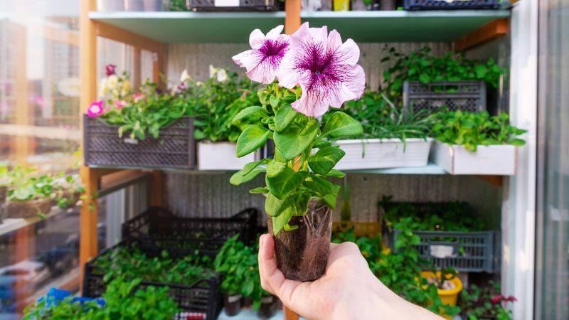 Planting Petunias Before The Nights Stay Warm Planting Petunias Before The Nights Stay Warm