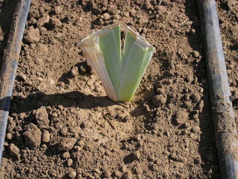 Planting Rhizomes Too Deep Affects Flowering