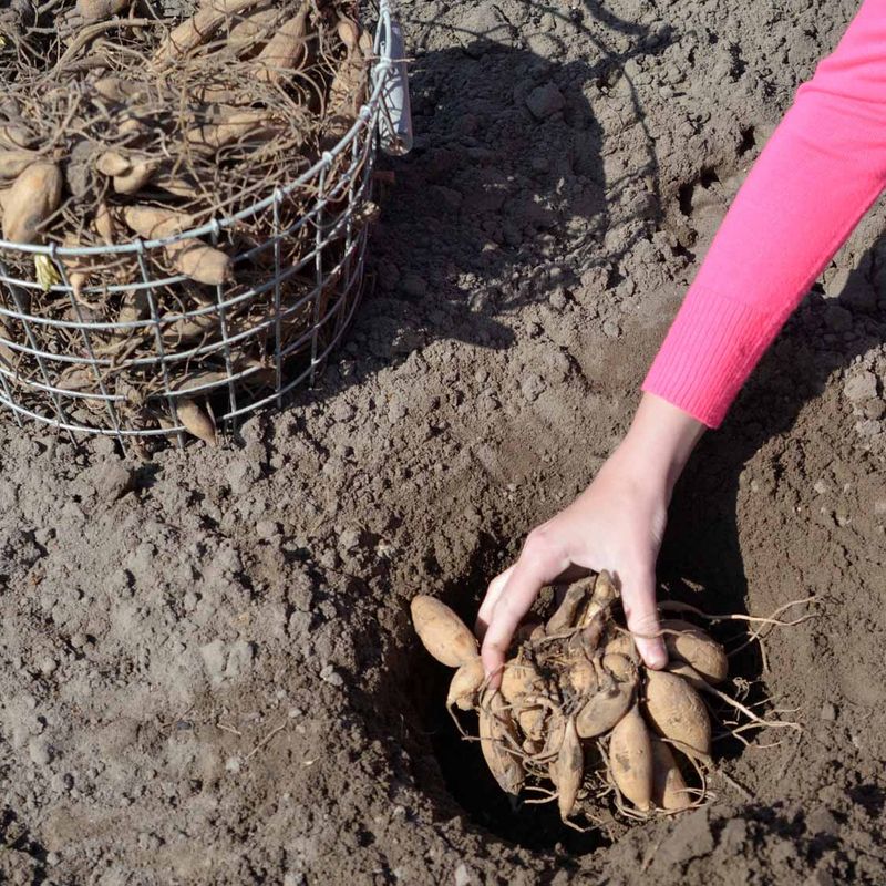 Planting Summer Bulbs Before Frost Can Slow Growth