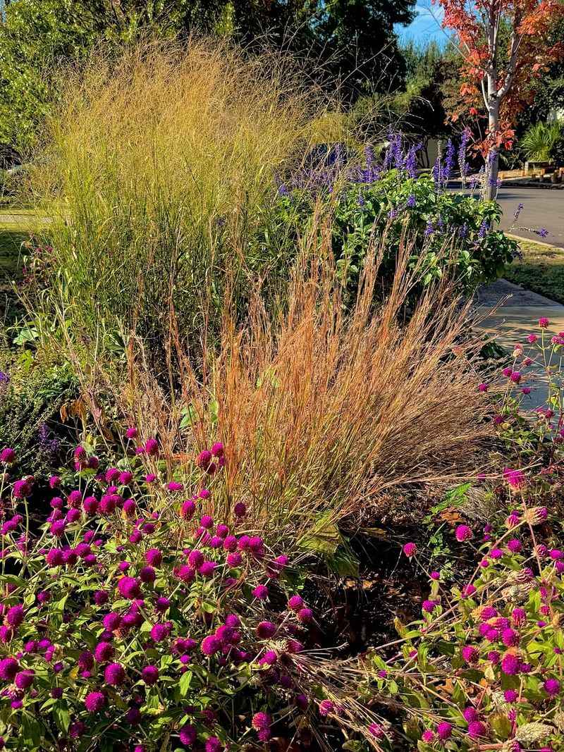 Planting Tall Grasses And Groundcovers Near Play Areas Planting Tall Grasses And Groundcovers Near Play Areas