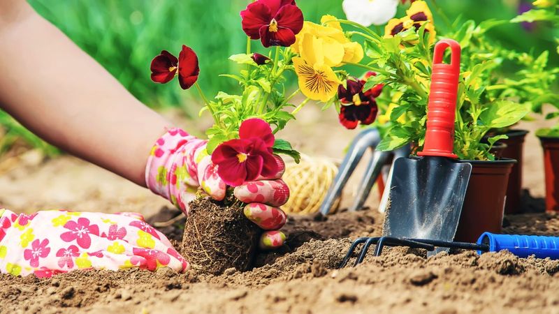 Planting Tender Annuals Too Early Causes Setbacks