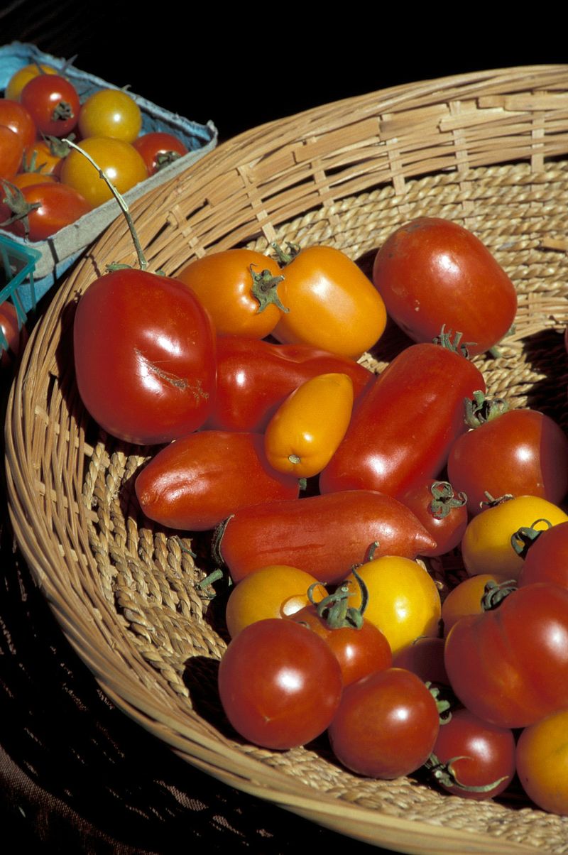 Planting Tomato Varieties Not Suited For Wisconsin