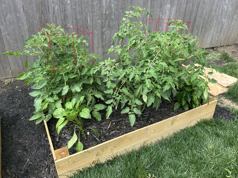 Planting Tomatoes And Peppers Too Close Together Planting Tomatoes And Peppers Too Close Together