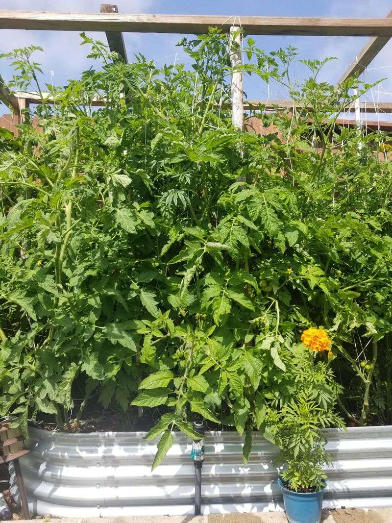 Planting Tomatoes Too Close Together
