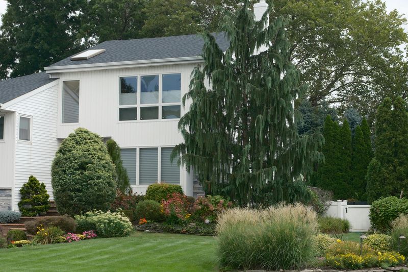Planting Too Close To The House Creates Hidden Tick Zones
