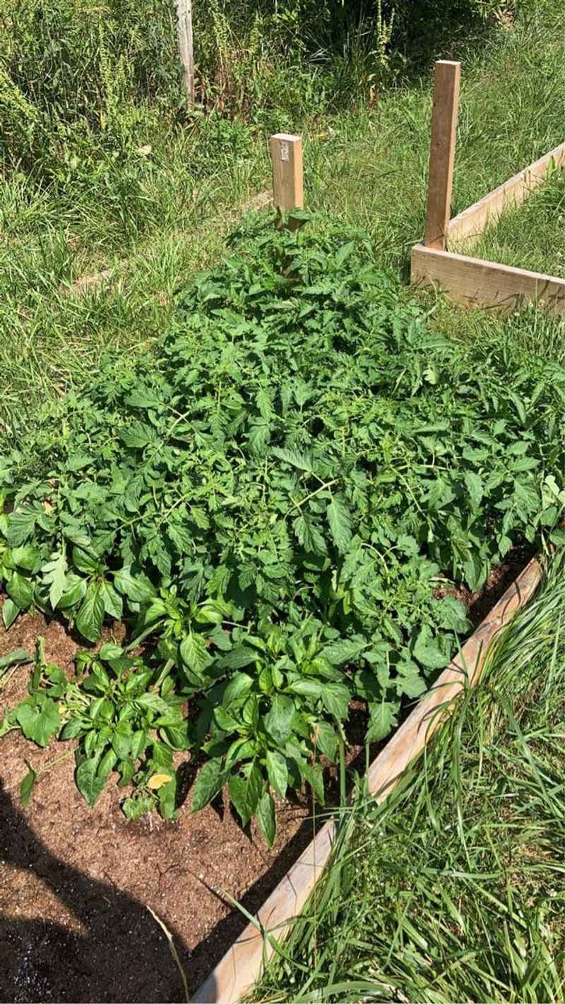 Planting Too Close Together Makes Every Other Problem Worse Planting Too Close Together Makes Every Other Problem Worse