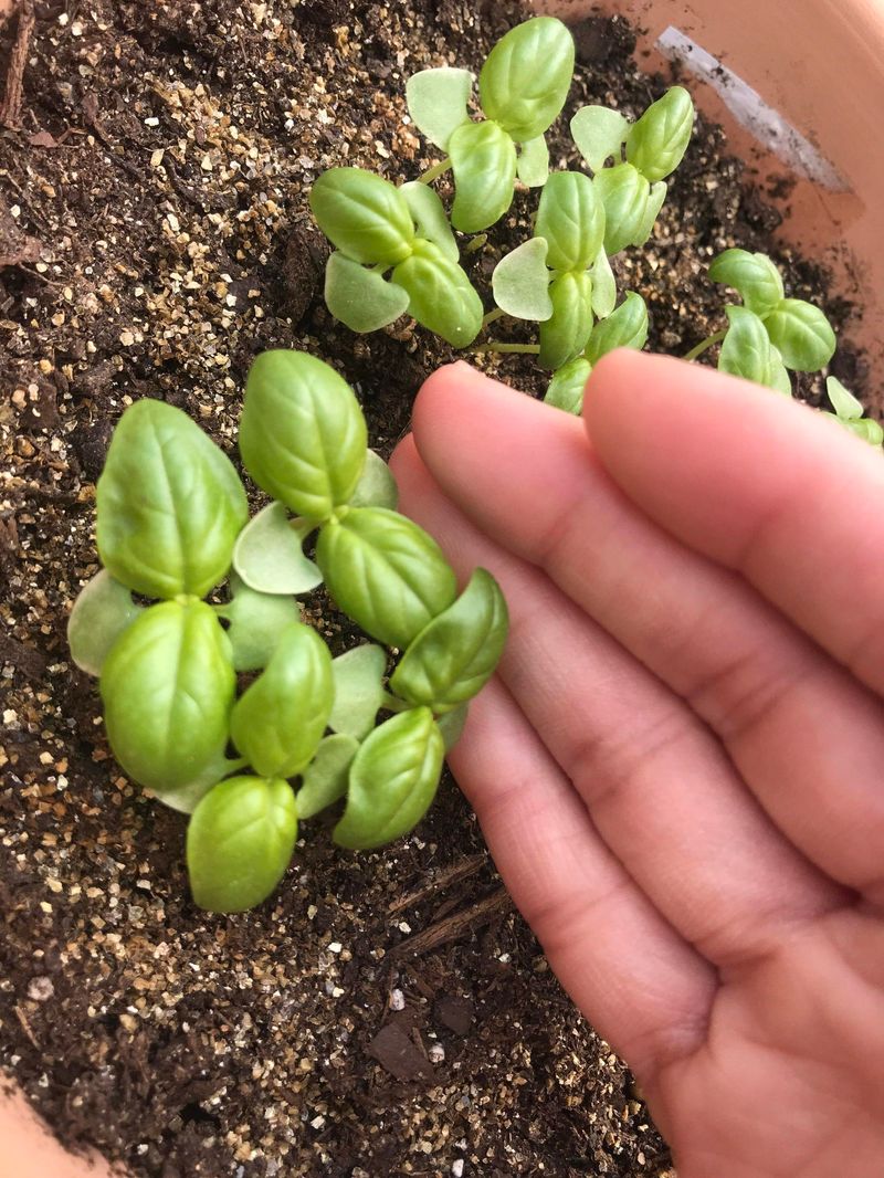 Planting Too Early 