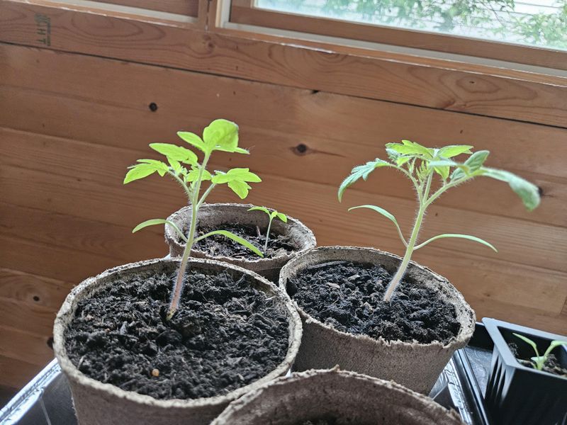 Planting Too Shallow Planting Too Shallow