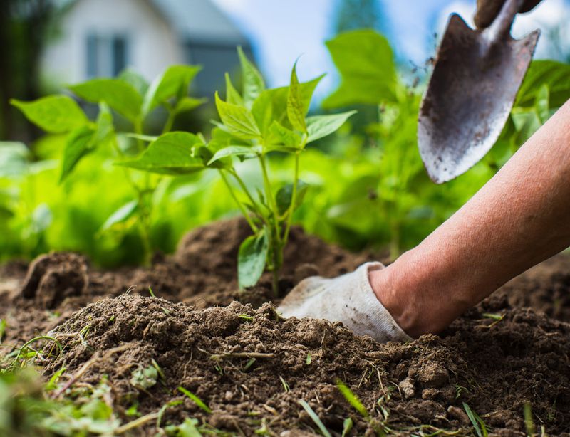Planting Without Checking Sun Exposure