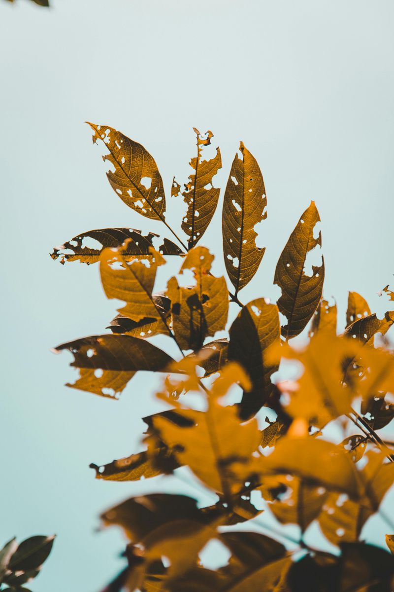 Plants Are Eaten From The Top Down